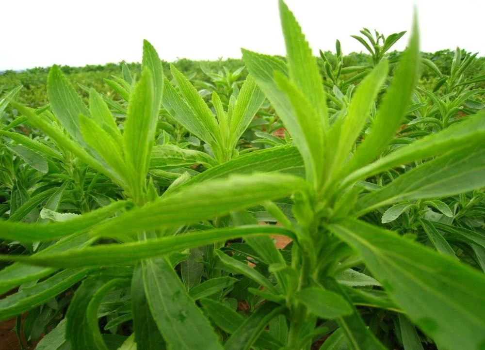 天然健康零卡路里甜菊醇甜味剂白色甜菊糖晶体价格