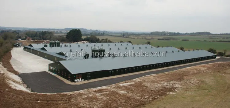 Large-scale automatic poultry farm design in broiler, layer poultry farm design