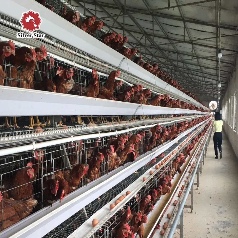 Small Scale Poultry Processing Chicken Cage Equipment For Chicken