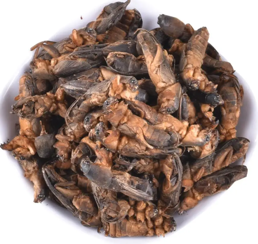 

Natural dried wild Gryllolaptaptidae chinese mole cricket insects for pet food, Brown