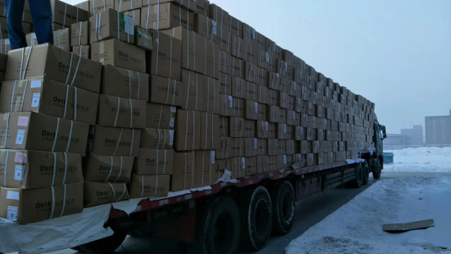 whole raw walnut in shell walnut export