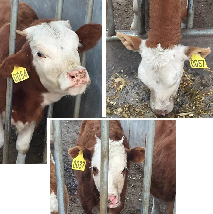 Pig Farming Laser Printing Plastic TPU ear tag for cattle