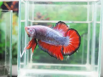 giant betta fish for sale