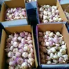 new garlic