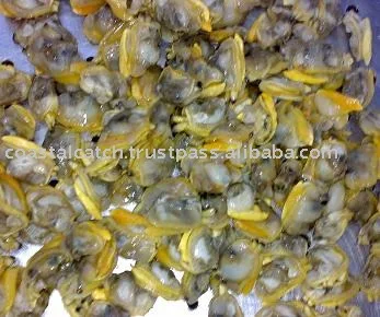 
YELLOW CLAM 