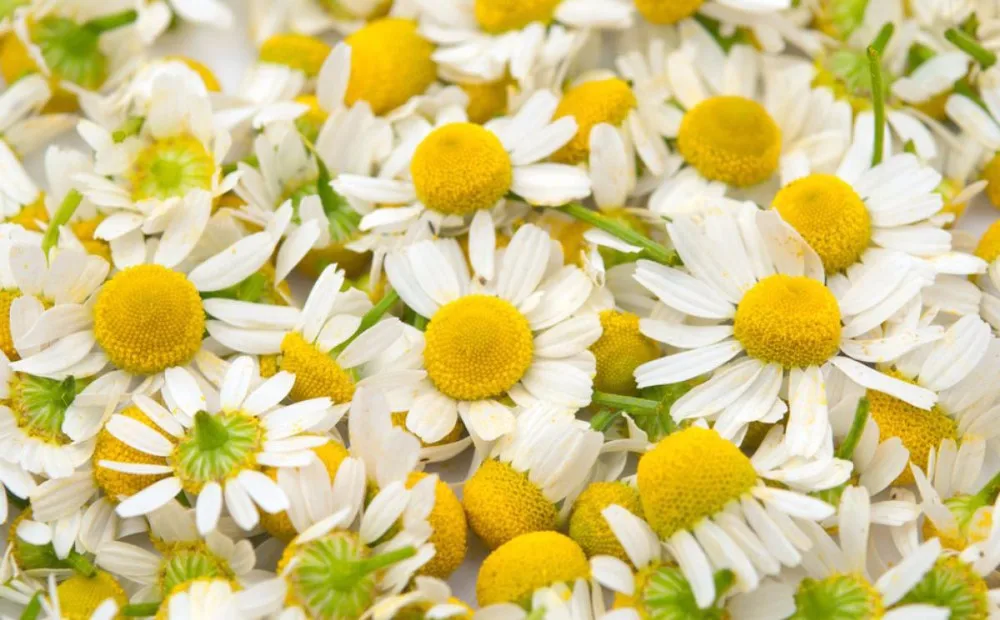 Chinese Herb Chamomile Slimming Tea With Best Price Buy Chinese Herb