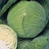 Wholesale Fresh Cabbage /Fresh Cabbage Good Price