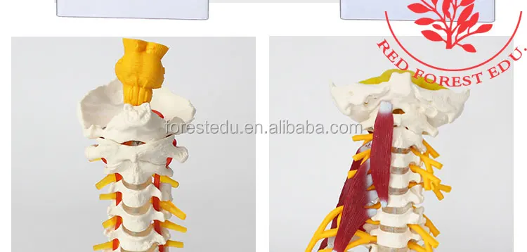 5 vertebral column.jpg