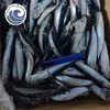 Pacific Ocean Frozen Sardine Fish 70g down