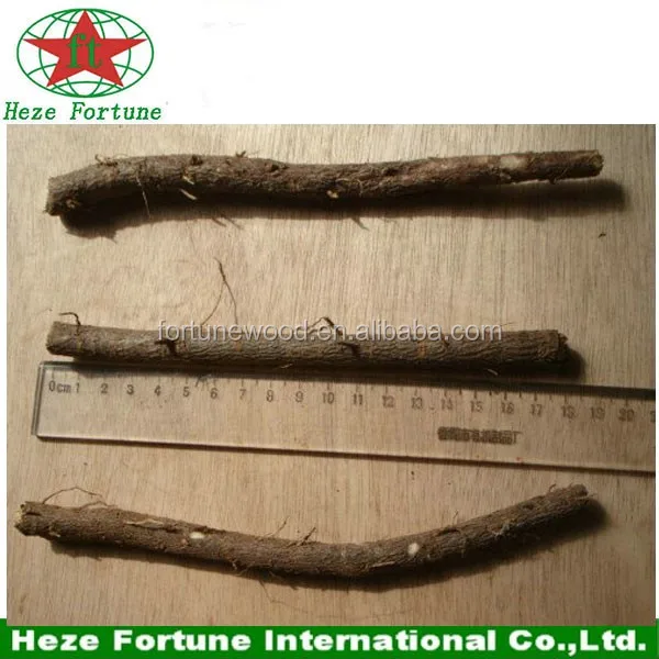 3 paulownia roots.jpg