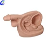 Male Internal And External Genital Organ Manikin