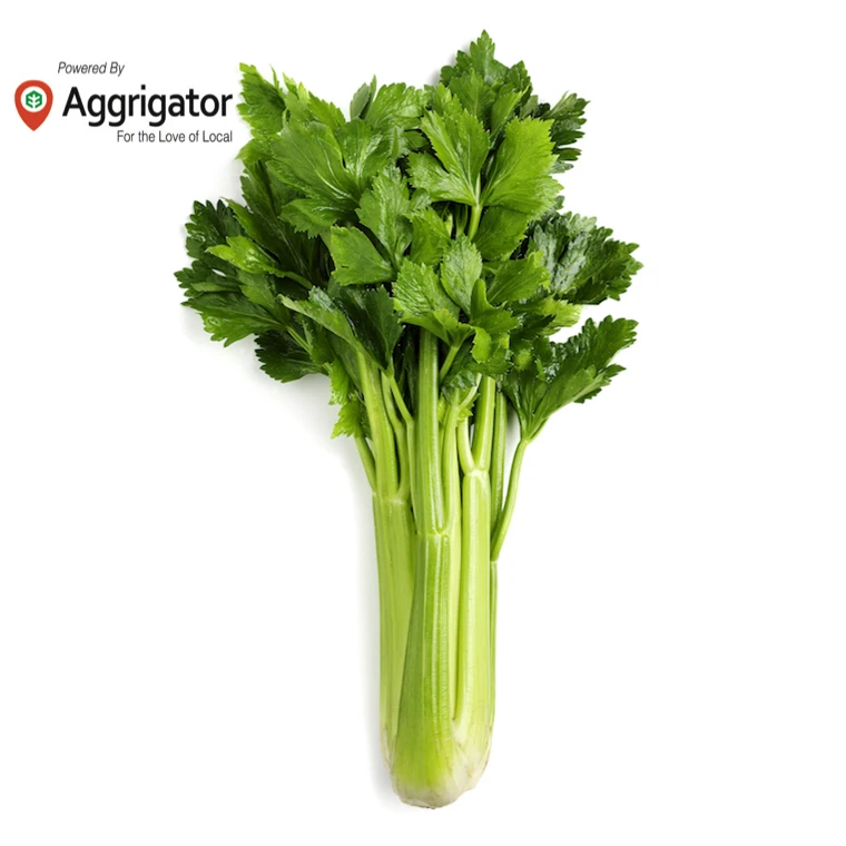 Wholesale High Quality Organic Celery Fresh From Usa Buy Celery