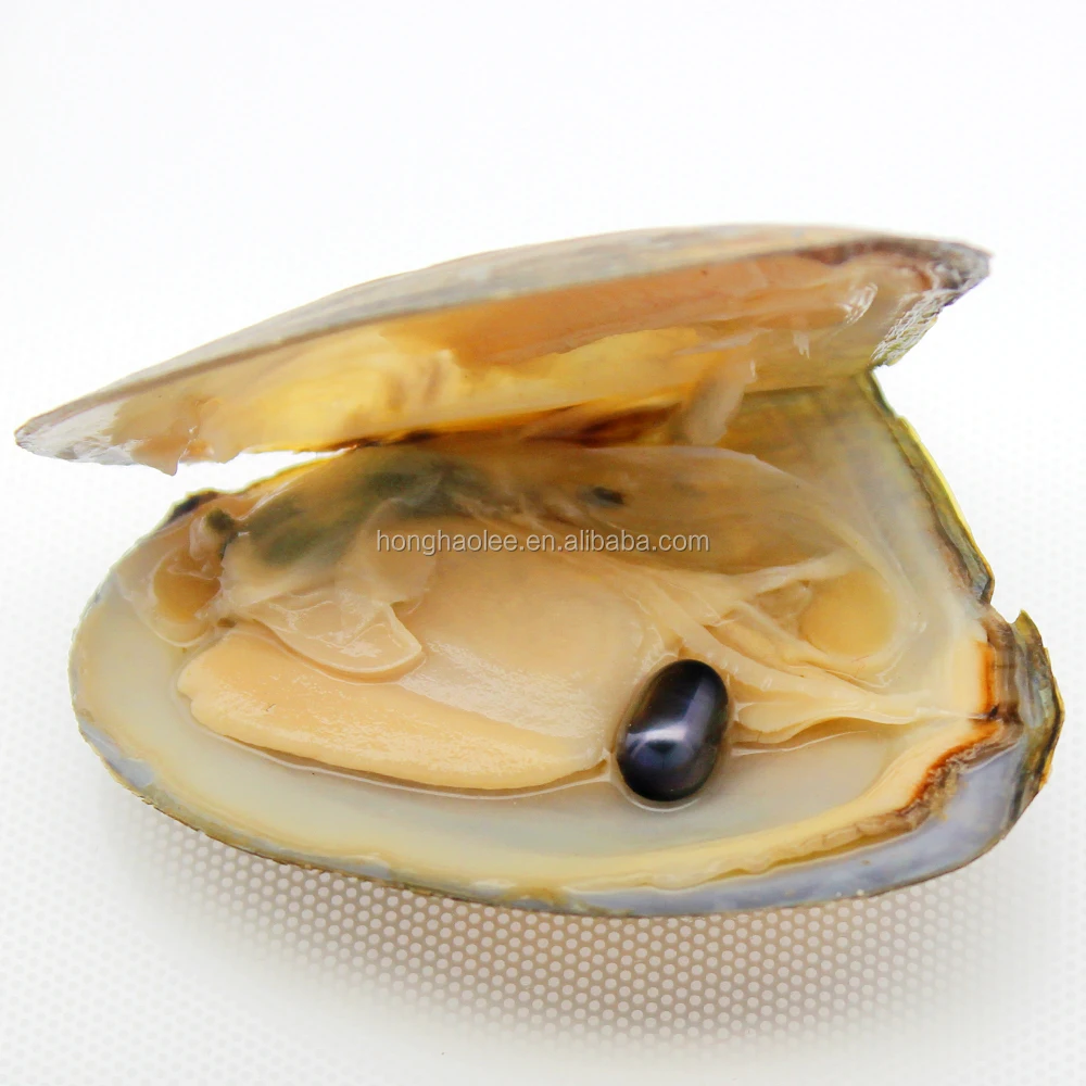 

Bulk Wholesale Vacuum Packed Freshwater Triangle Oysters, Premium 6-8mm Oyster Color One Pearl is #6 (Black) Free Shipping