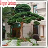 indoor home decorative small artificial cypress nature pines trees