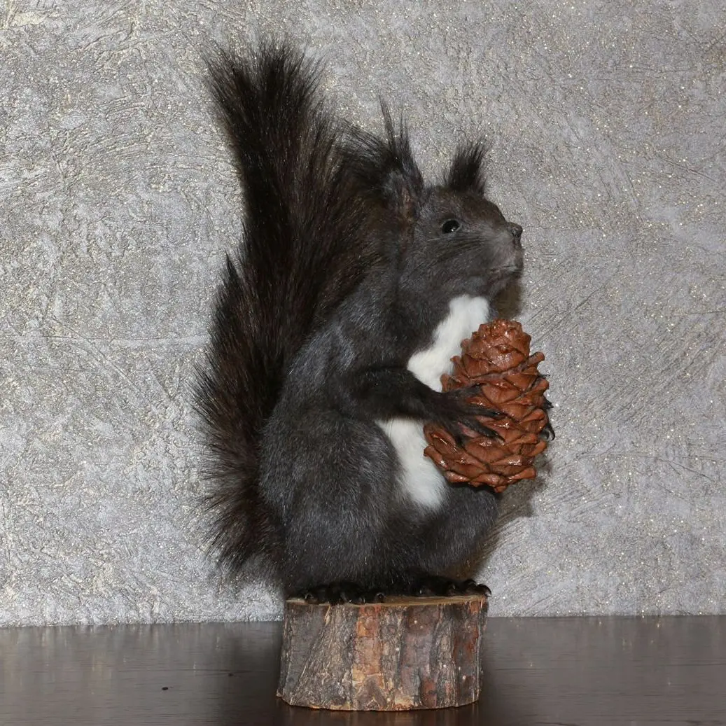 stuffed squirrel taxidermy for sale