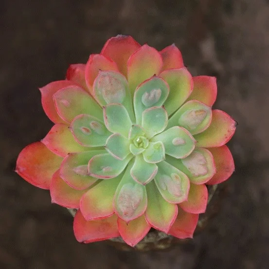 
mini succulent Echeveria Rain Drops indoor plant 