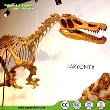 dinosaur skeleton life size