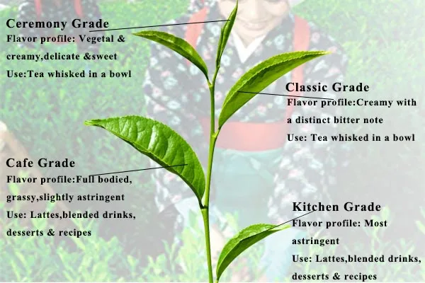 Lifeworth Japan collagen matcha drink green tea - 4uTea | 4uTea.com