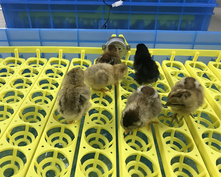 2018 New Arrival Automatic 360 Eggs Incubator Cimuka For ...