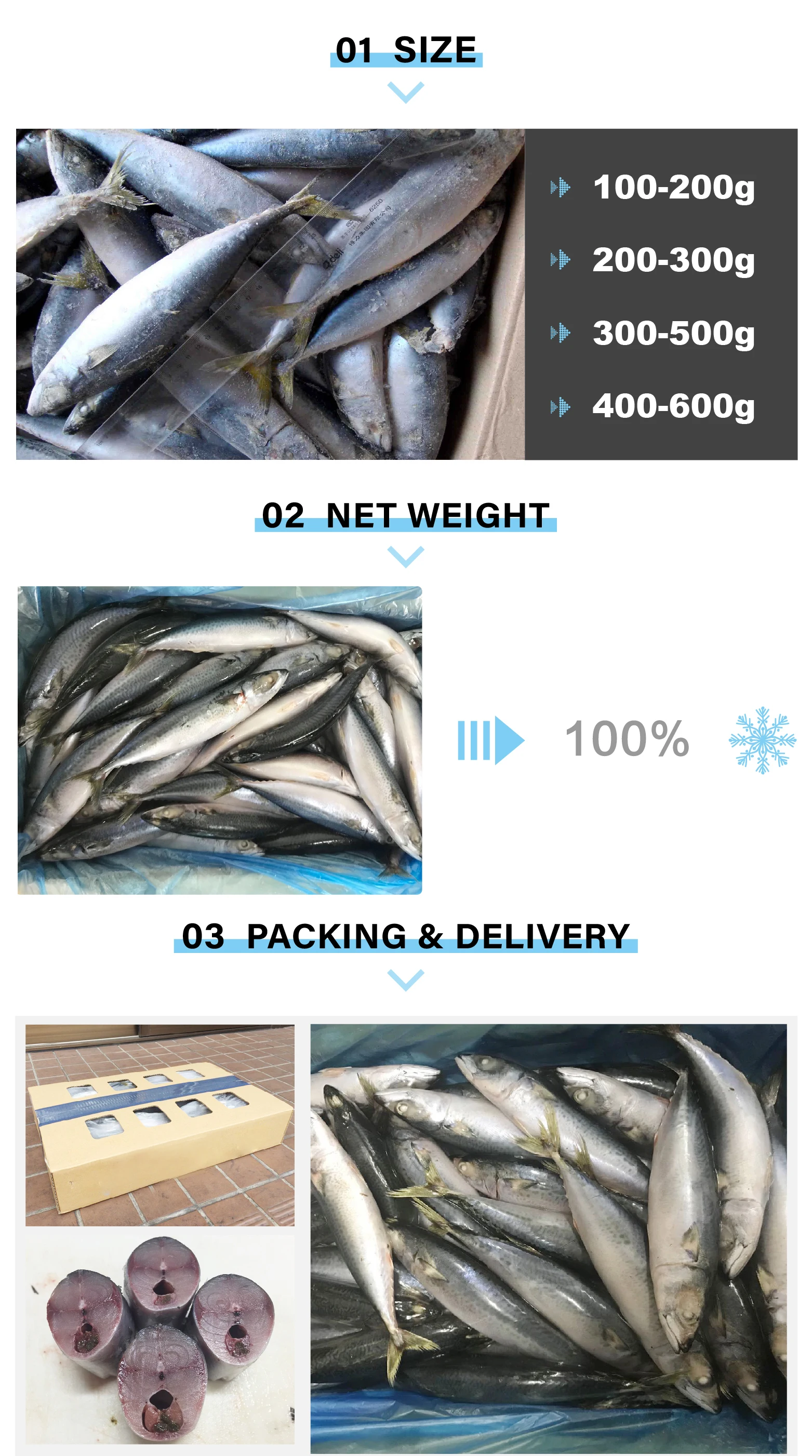 A Grade Pacific Mackerel Chub Mackerel Ready For Shipping Sea Food