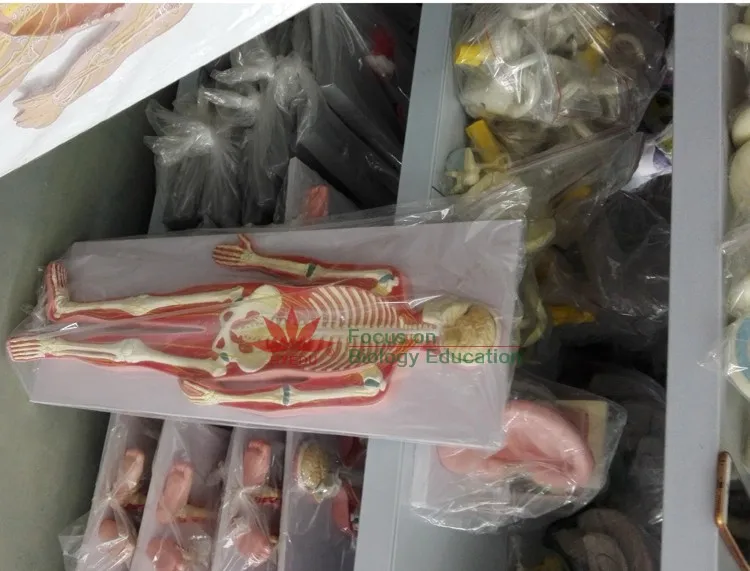 For medical school use enlarged heart teaching anatomical model