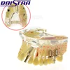 Medical Teaching Use PlasticTransparent Implant Dental Study / Teaching Teeth Models