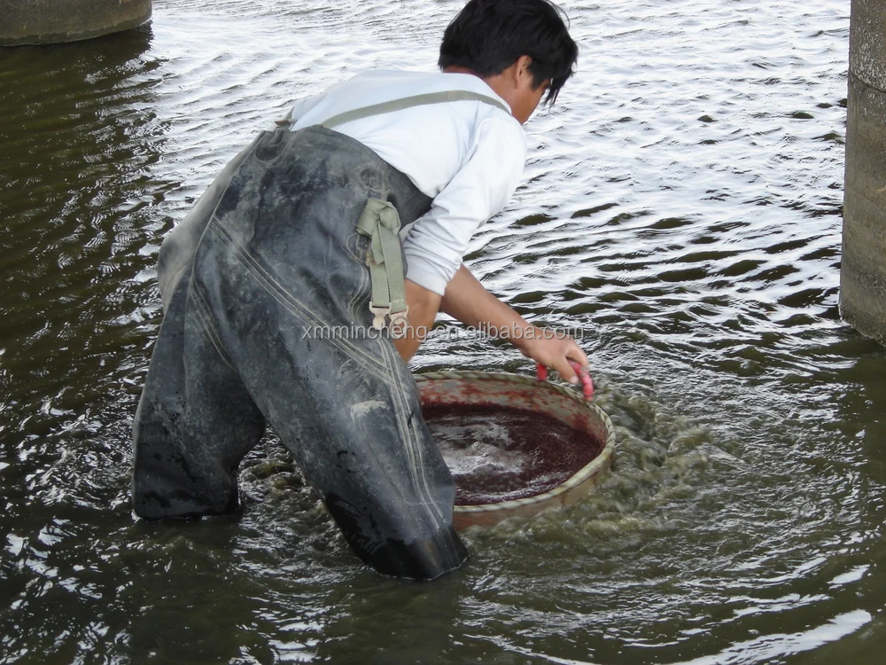 bloodworms harvesting.JPG