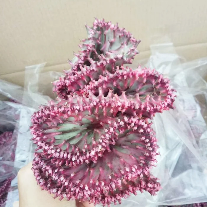 
flower cactus colorful bonsai purple kirin echinopsis pachanoi 