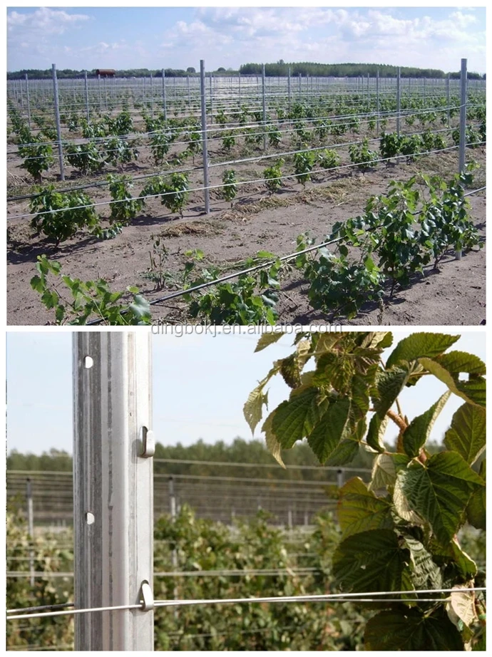 vineyard post roll forming machine.jpg