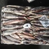 big illex squid size bait