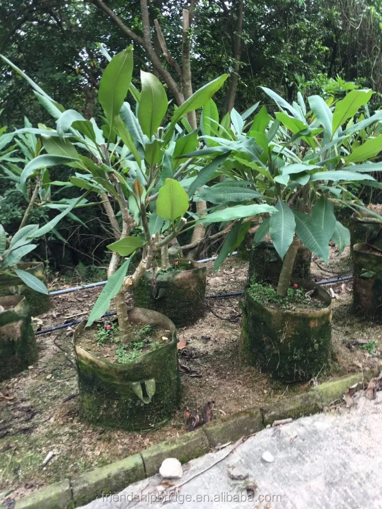 
Frangipani Plumeria Rubra Plants Seedlings 