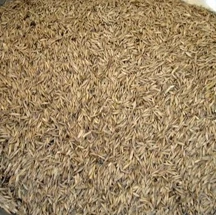 
High qualityTall Fescue Seeds Lawn seed for Garden Park lawn Trampling 