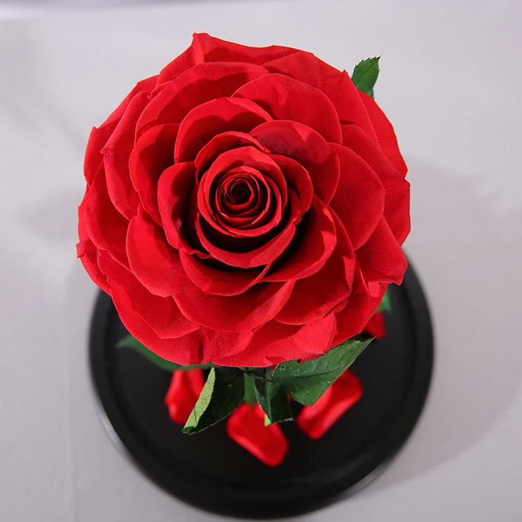 20*30cm Quality Decorative Forever Eternal Everlasting Preserved Rose