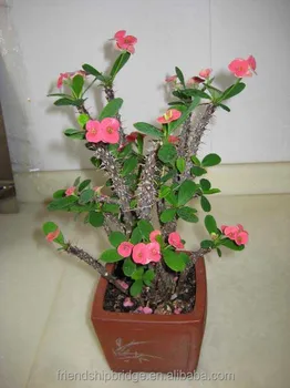 Euphorbia Milii Christ Thorn Bonsai Plants - Buy Euphorbia Milii Plants ...