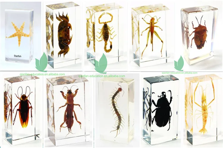 Animal Apperances Series-1.jpg