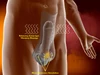 EA-13M sexual enhancement product,100% safe,solve male's problem