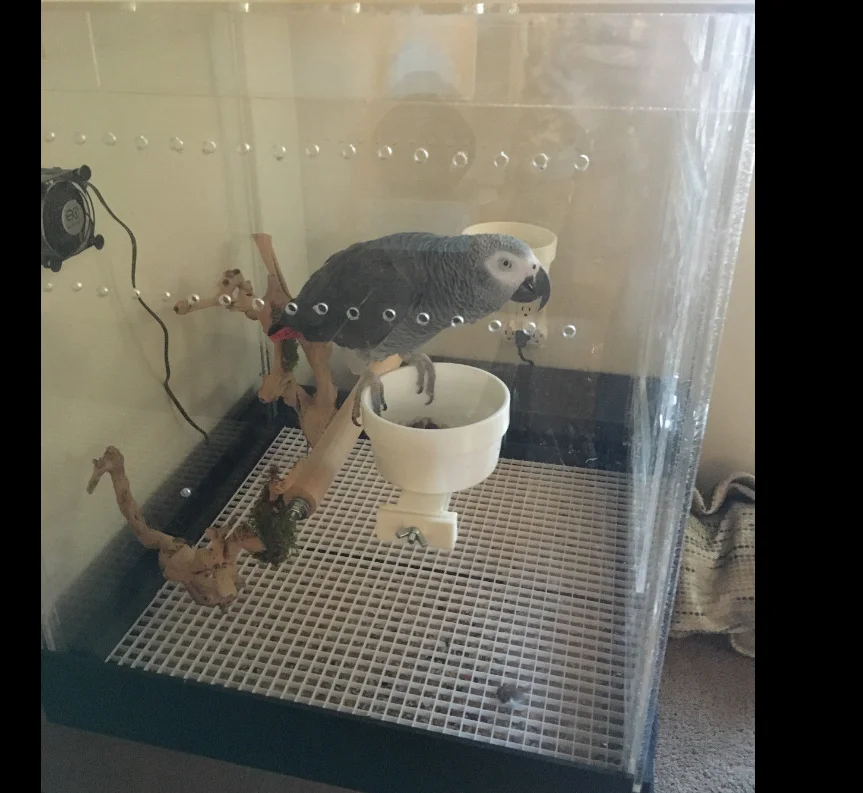 Wholesale Acrylic Plexiglass Big Large Parrot Birds Pet Cages Buy Big