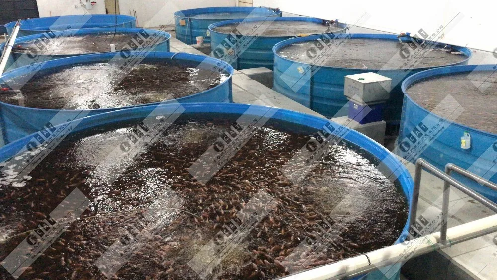 Fattening & Stocking Recirculating Aquaculture System For Live Indoor ...