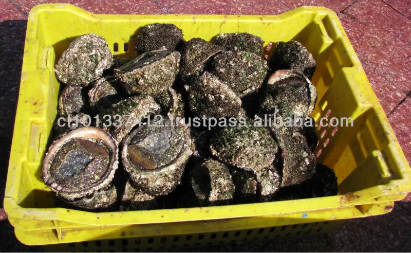 
Frozen Locos, Chilean Abalone 