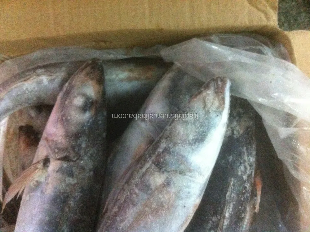 500-800g Trachurus Japonicus frozen fish-Ikan-ID produk 