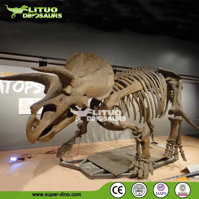 buy real dinosaur skeleton