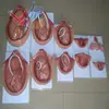 HOT SALES 10 parts the development process for fetus pregnancy process