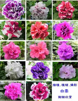 Get Double Petunia Seeds For Sale Desktop Wallpaper Free Get Wallpaper Double Petunia Seeds For Sale For Free