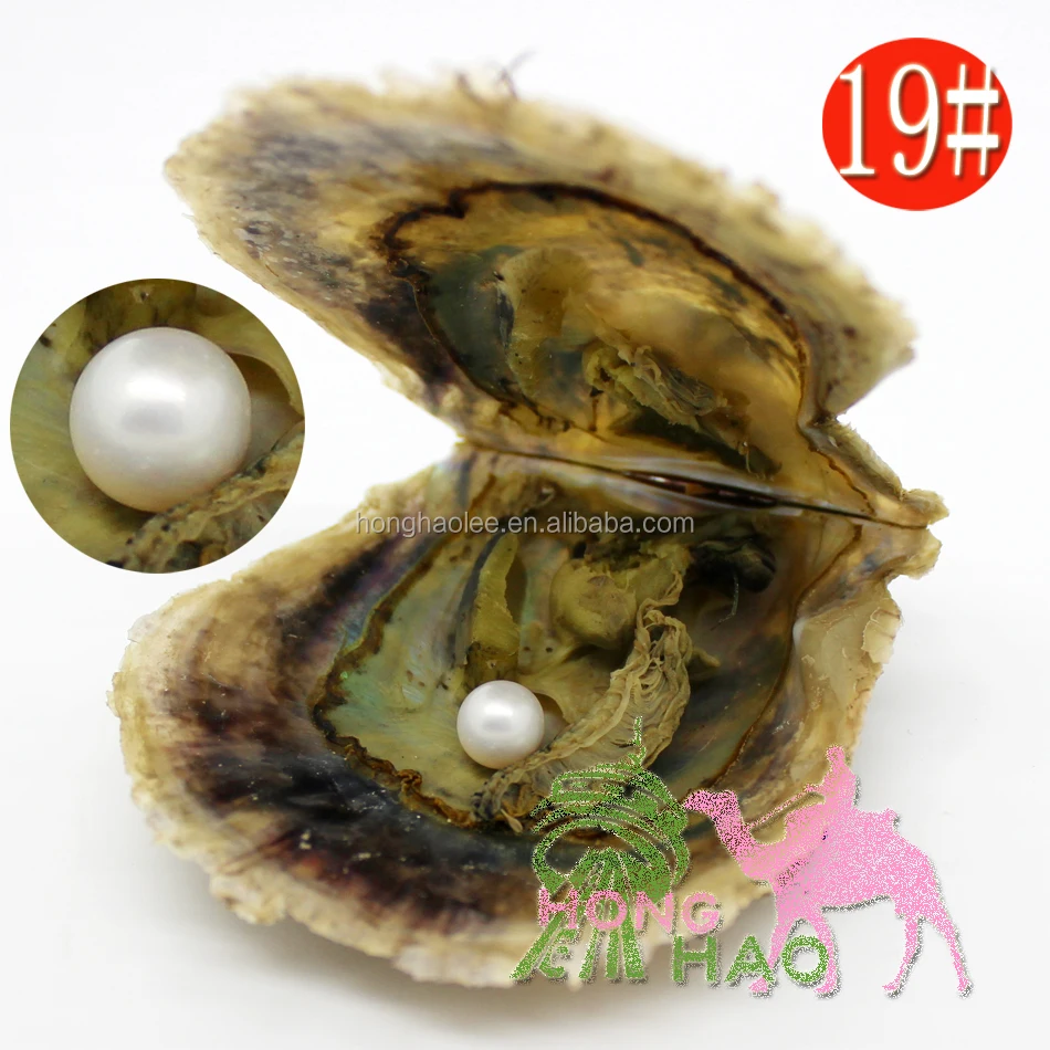 

Wholesale natural akoya salt oyster pearls, pearls are 5A grade (no flaws) 7-8mm19# natural white, (free shipping)
