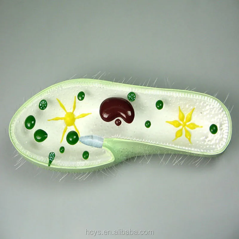 Biology Teaching Aids Anatomical Paramecium Model - Buy Paramecium