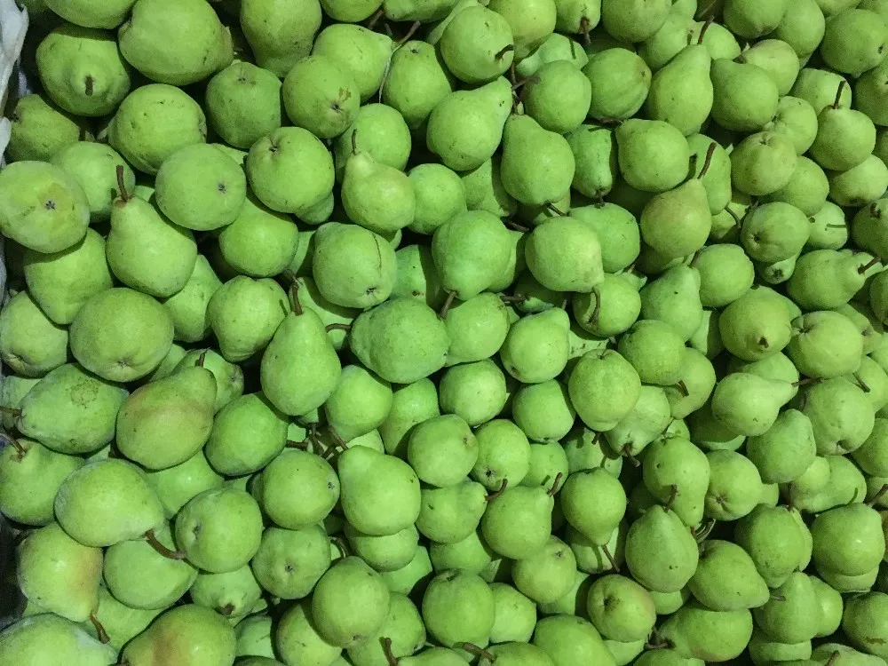 Super Sweet Fresh Ya Pears Fruit 