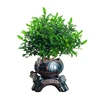 Ornamental plant bonsai Pistacia weinmannifolia yunnan pistache