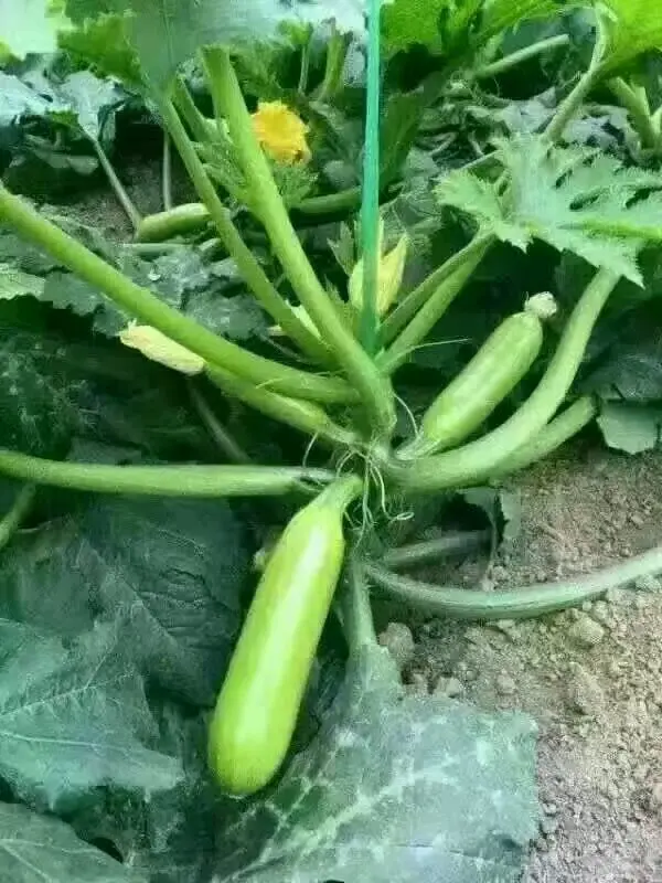 mmexport1480863872069