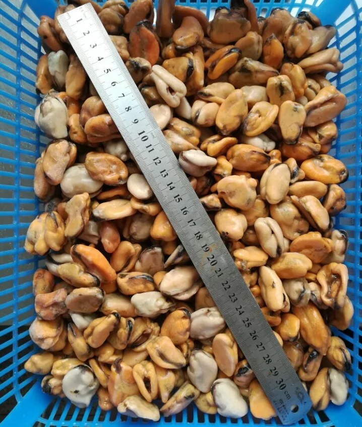 2018 New Frozen Cooked Mussel Meat Mytilus Edulis Iqf 200300pcs/kg 300