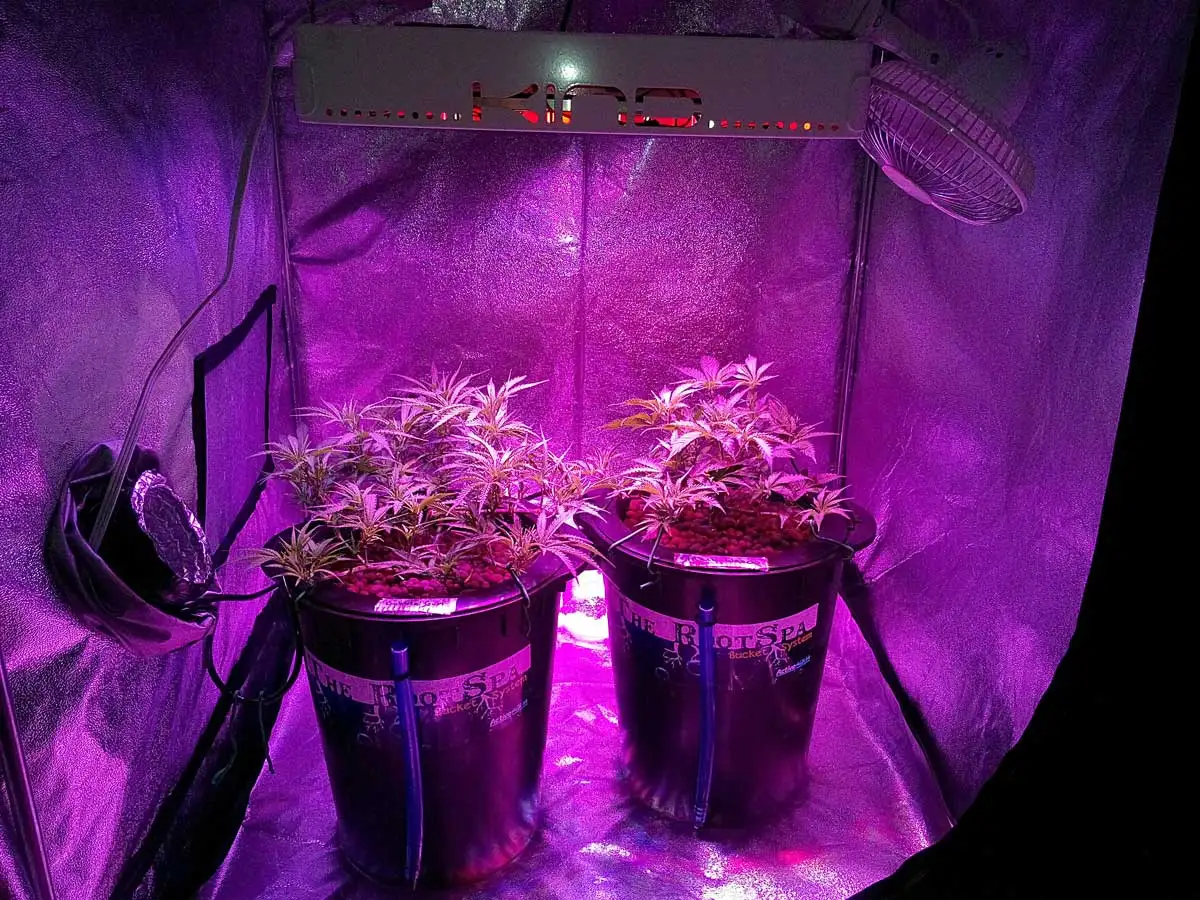 выращивания марихуаны led лампы
